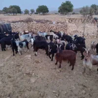 بز داشتی