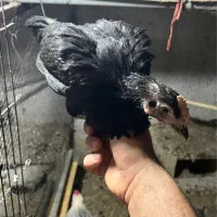 جوجه مرغ و خروس محلی گلین لری