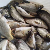 بچه ماهی کپور و آمور|عمدهفروشی|سنگر, |دیوار