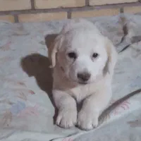 واگذاریه سگ شیتزو|سگ|آباده, |دیوار