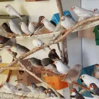 فنچ زبرا (تعداد)