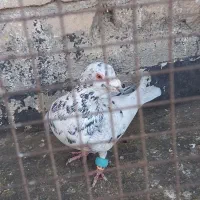 کفتر پرشی|پرنده|قوچان, |دیوار