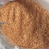 گندم بذری دیم آذر 2 فروش فوری|عمده‌فروشی|کنگاور, |دیوار