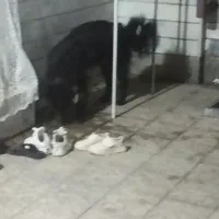 سگ گله ای|سگ|شهرکرد, |دیوار