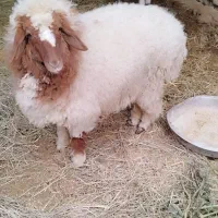 بره ماده|حیوانات مزرعه|کرخه, |دیوار