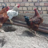 خروس چاق محلی