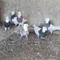 توقی طوقی کبوتر پرنده