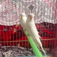 مرغ عشق سفید هلندی چشم قرمز وآبی کمرنگ(رنگ خاص)|پرنده|استهبان, |دیوار