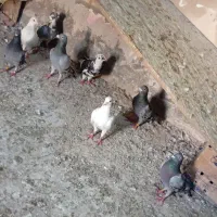 کبوتر
