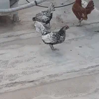 گلین وسیبرایت