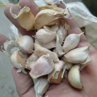 بذر سیر|گل و گیاه طبیعی|لاهیجان, لفمجان|دیوار