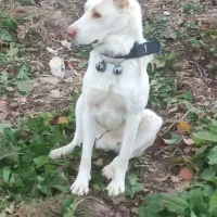 توله کانگال الابای|سگ|مشهد, تبادکان|دیوار