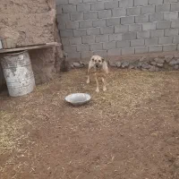 سراب دولت اباد