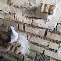 کبوتر شیرازی