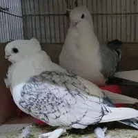 کبوتر ساتن نوک ریز|پرنده|شاهین‌شهر, فردوسی|دیوار