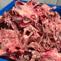 اسکلت - قلم - پوست - بوقلمون ـ تناژ به صورت روزانه