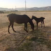 یک عدد مادیون با کره ماده درجه یک|اسب و تجهیزات اسبسواری|دورود, |دیوار