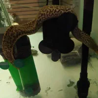 تایگر مورای یا تایگر ایل|ماهی|تهران, قبا|دیوار