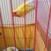 طوطی کوتوله برزیلی