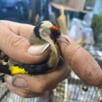 سهره رسمی دهن دار|پرنده|گرگان, |دیوار