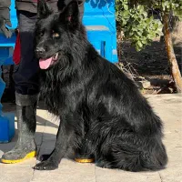 سگ ژرمن شپرد بلک نر یکساله موبلند شده فی ۴۰ م ت|سگ|تهران, تهرانسر شرقی|دیوار