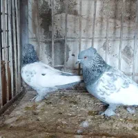 نروماده سینه  شهری  بهبهانی