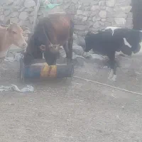 باسلام گاو ها محلی هستن|حیوانات مزرعه|پلدختر, |دیوار