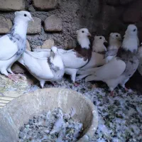 سه جفت طوقی یه نرپلنگ فروشی