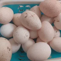 تخم بوقلمون برنزه محلی نطفه دار