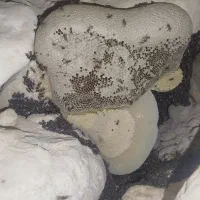 عسل وحشی لامرد