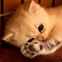 بریتیش صورت عروسکی اصیل