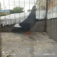 چندتا کفتر خوشگل