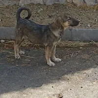 توله ماده3.5ماهه پشدر