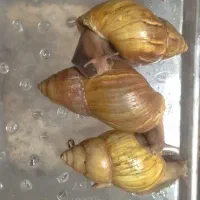 حلزون