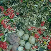 یک جفت برزیلی با یک عدد جوجه