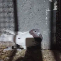 سلام خدمت دوستان عشق بازدوعددنرکله ای|پرنده|زابل, |دیوار