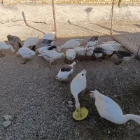 غاز|حیوانات مزرعه|خرمآباد, |دیوار