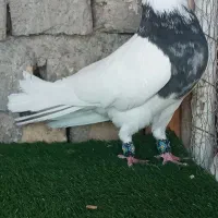 کبوتر پرنده