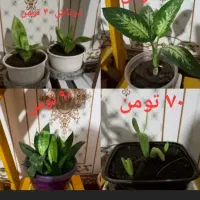 گل طبیعی