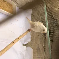 مرغ عشق.عروس