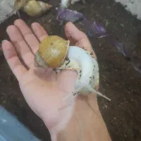 حلزون آلبینو