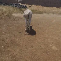 الاغ ماده