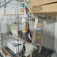 عروس هلندی|پرنده|پیرانشهر, |دیوار