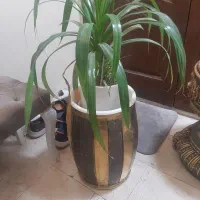 گلدان کنارسالنی|گل و گیاه طبیعی|تهران, صادقیه|دیوار