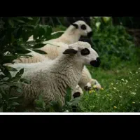 فروش قوچ و نری