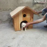 سگ پاکوتاه