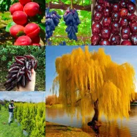 نهال فروشی نعمتی