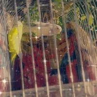 مرغ عشق