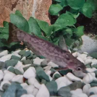 ماهی آکواریوم پنکوسی|ماهی|کرمانشاه, |دیوار