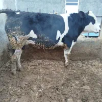 گوساله نر چاق کشتاری